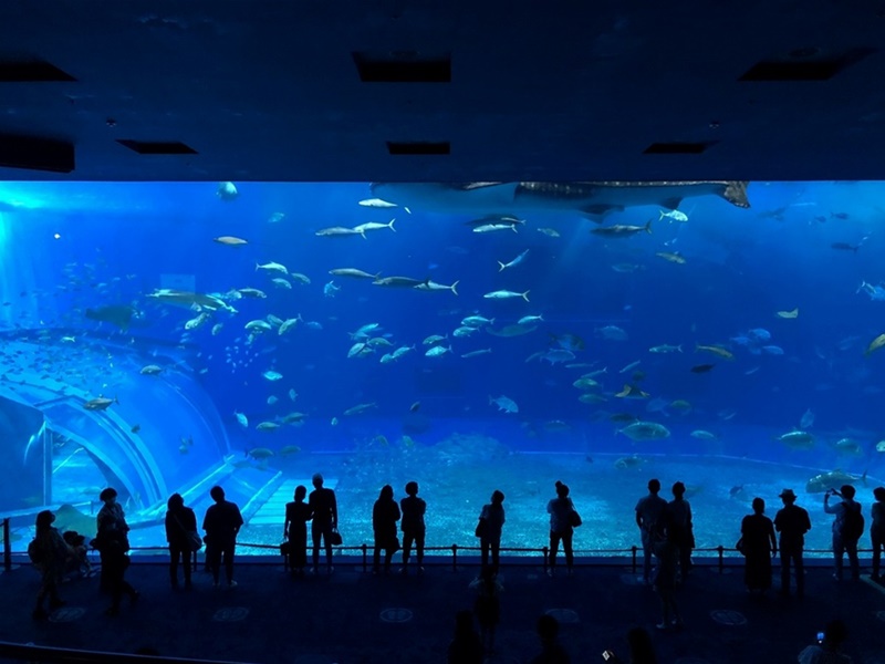 美ら海水族館